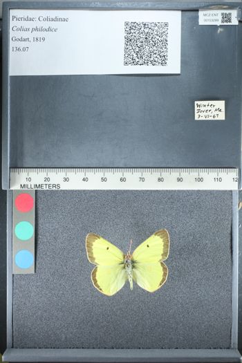 Media type: image;   Entomology 153289